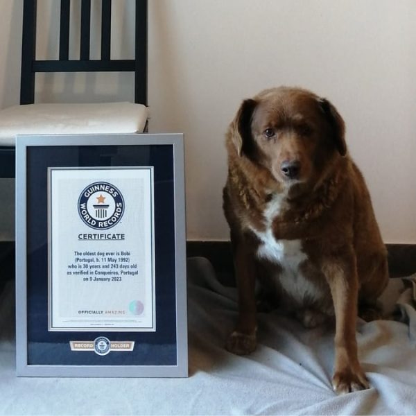 Digi24: Un câine din Portugalia pe nume Bobi doboară recordul mondial pentru „cel mai bătrân câine din istorie”