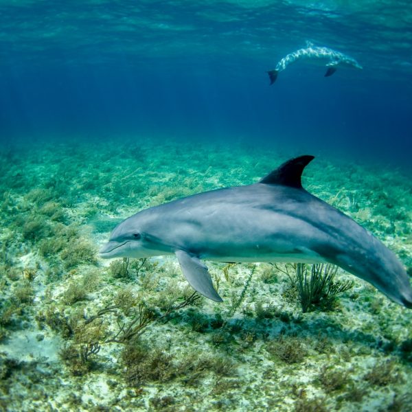 Interdicție temporară pentru tururile de observare a delfinilor din Sado